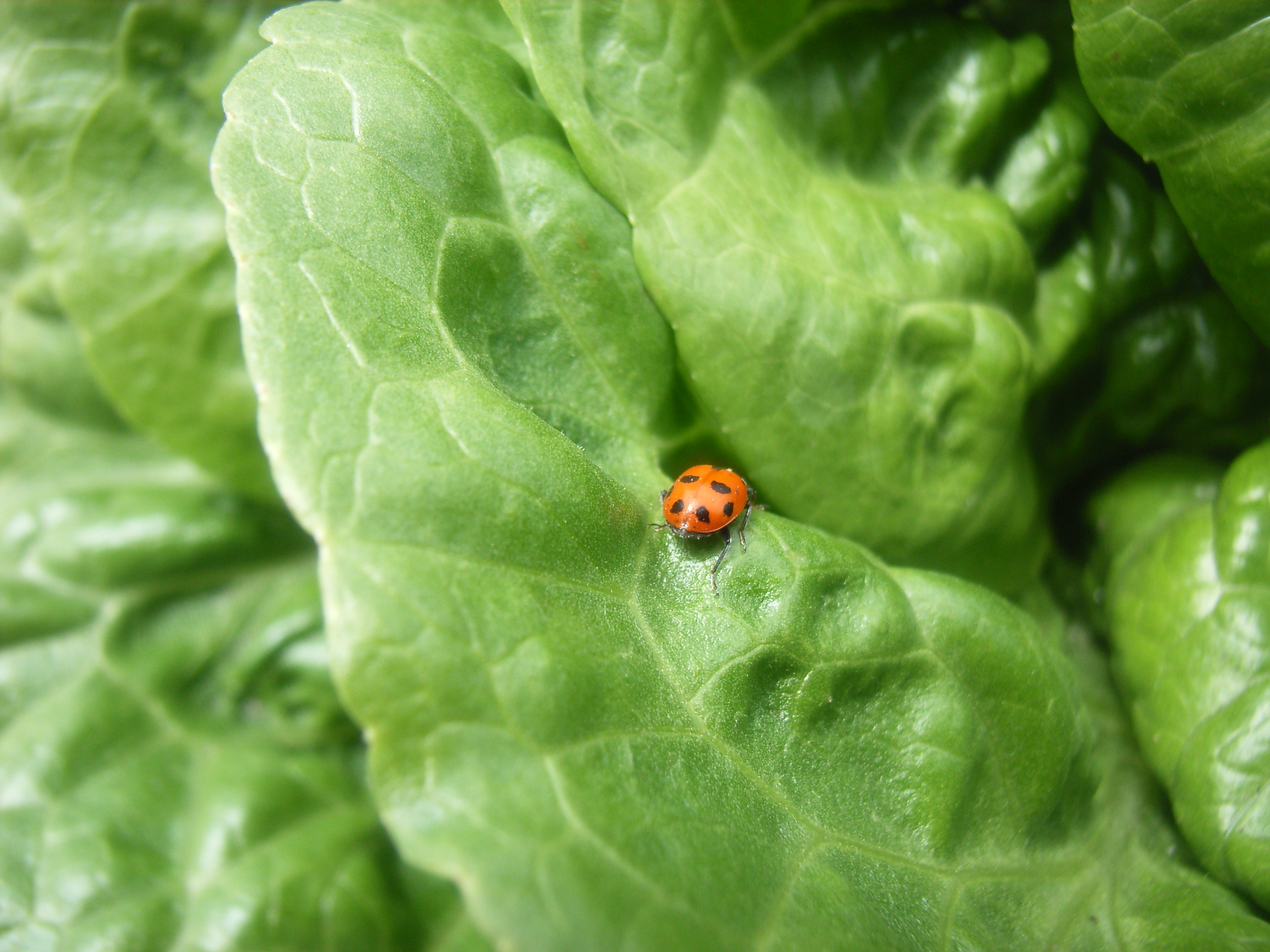 IPM example - Ladybug on lettuce